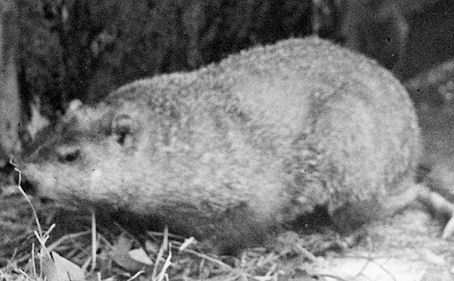 groundhog